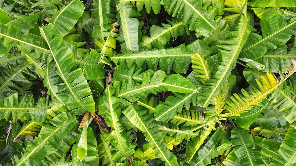 Wageningen University impulsa una nueva etapa en la investigación del banano|7cba6a4c-38c9-45e0-aebd-e23489d08e60_Bananenonderzoek1_670x413